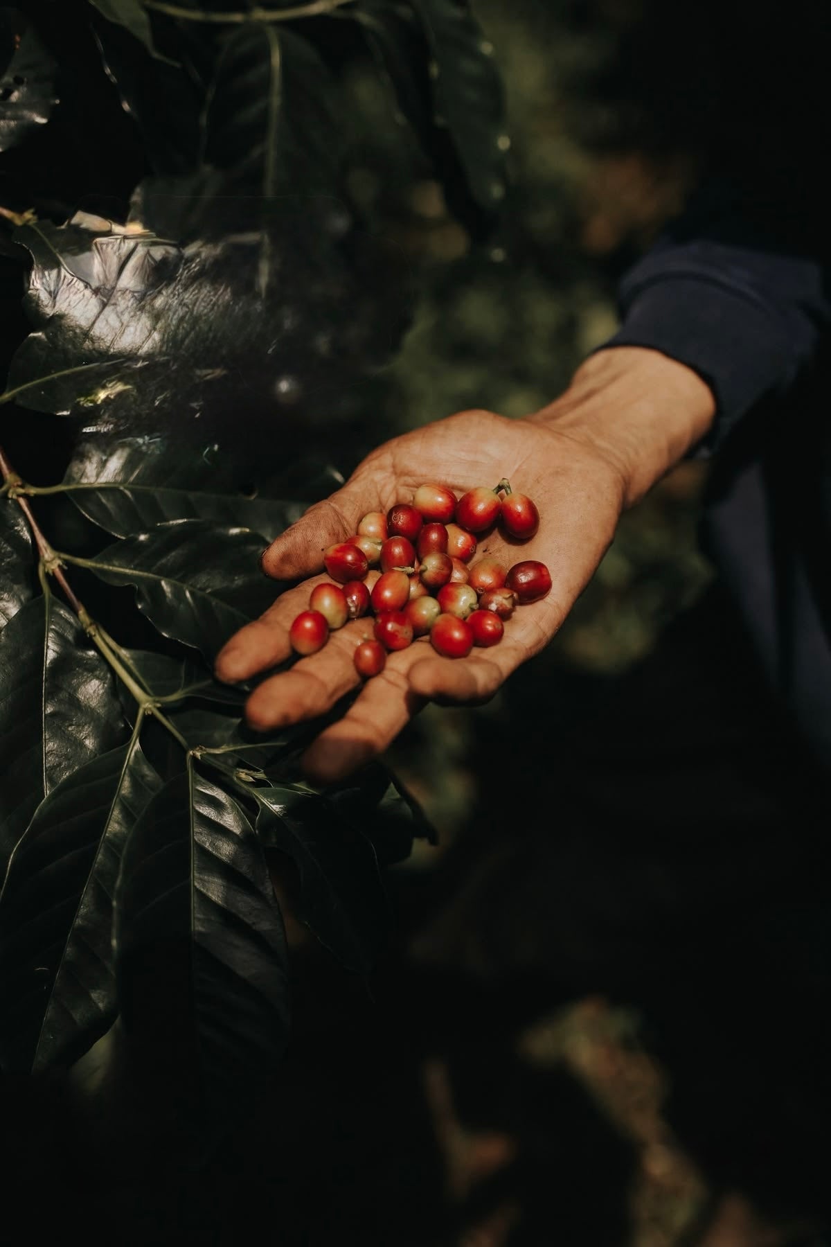 Open hand holding freshly picked coffee cherries